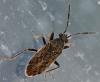Peritrechus geniculatus